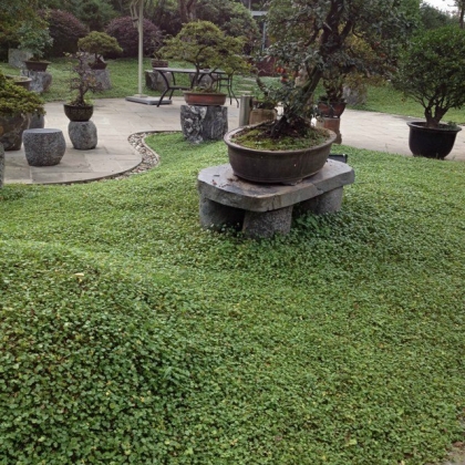 公司小道